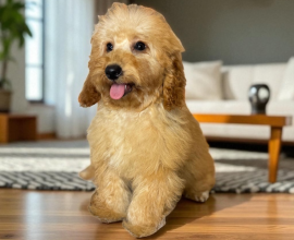Harika MİNYATÜRE puppy