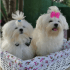 Maltese