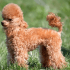 Toy Poodle